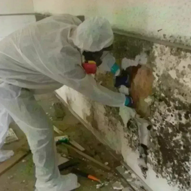 Mold Remediation and Removal in Stuttgart, AR